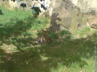 Un bébé léopard